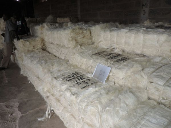 Sisal Fiber - Image 3