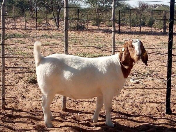 BOER GOATS