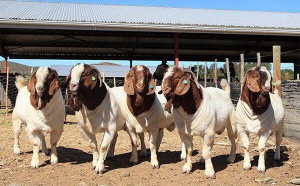 BOER GOATS - Image 3